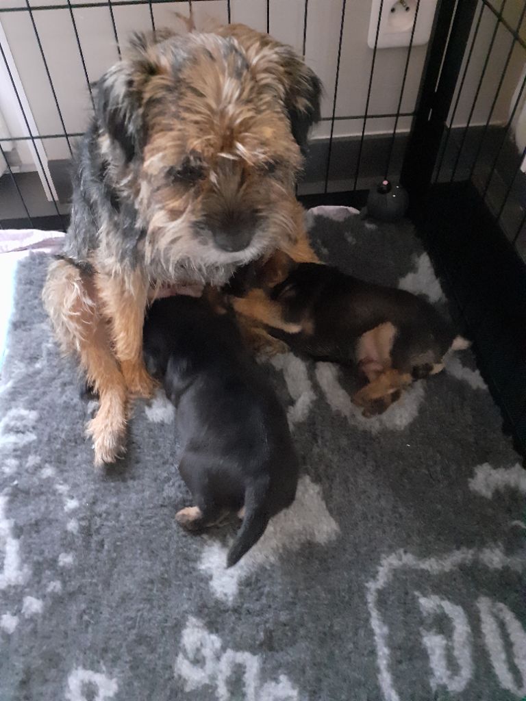 chiot Border Terrier Des Clairières Du Temps